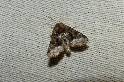<i>Oligia strigilis</i>