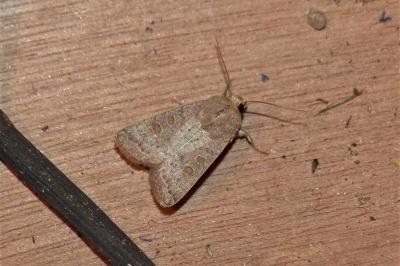 <i>Hoplodrina ambigua</i>