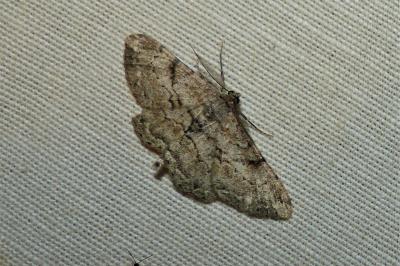 <i>Peribatodes rhomboidaria</i>