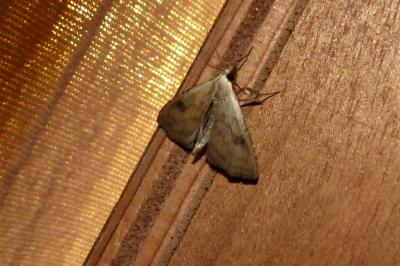 <i>Rivula sericealis</i>