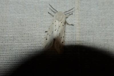<i>Spilosoma lubricipeda</i>