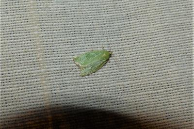 <i>Tortrix viridana</i>