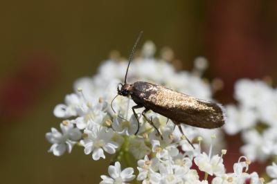 <i>Glyphipterix fuscoviridella</i>