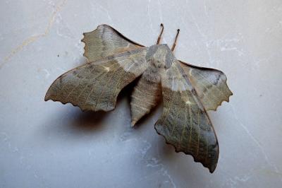<i>Laothoe populi</i>