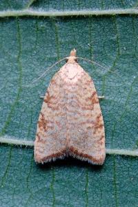 <i>Aleimma loeflingiana</i>