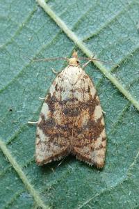 <i>Aleimma loeflingiana</i>