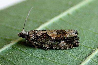 <i>Zeiraphera isertana</i>