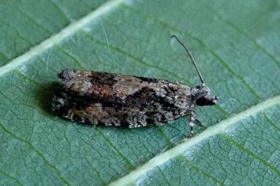 <i>Zeiraphera isertana</i>