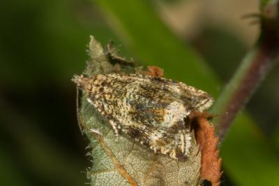 <i>Celypha lacunana</i>