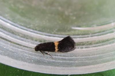 <i>Elachista</i>