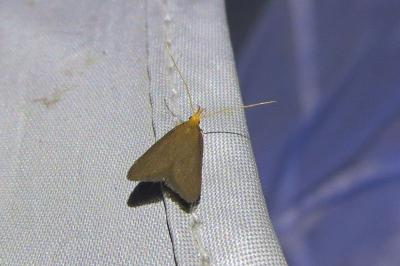 <i>Eurodachtha pallicornella</i>