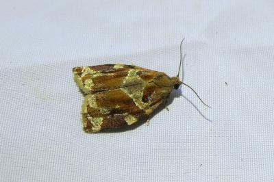 <i>Archips xylosteana</i>