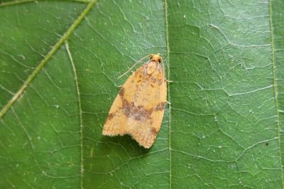 <i>Epagoge grotiana</i>