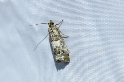 <i>Notocelia trimaculana</i>