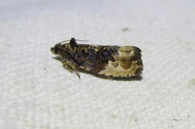 <i>Hedya nubiferana</i>