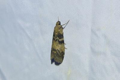 <i>Euzophera pinguis</i>