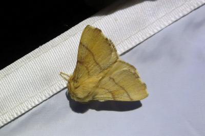 <i>Malacosoma neustria</i>
