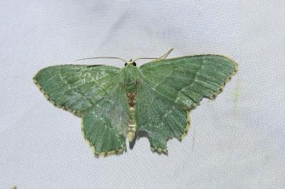 <i>Hemithea aestivaria</i>