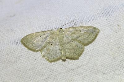 <i>Scopula nigropunctata</i>