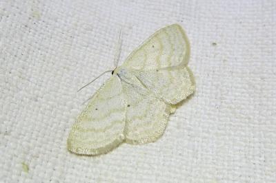 <i>Scopula immutata</i>
