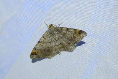 <i>Macaria liturata</i>