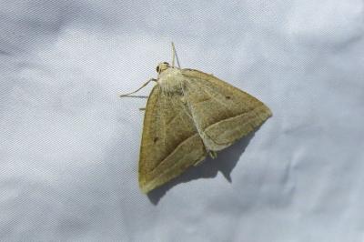 <i>Petrophora chlorosata</i>