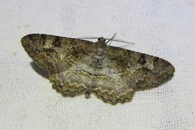 <i>Alcis repandata</i>