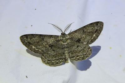 <i>Hypomecis roboraria</i>