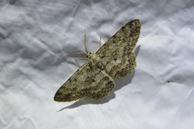 <i>Hypomecis punctinalis</i>