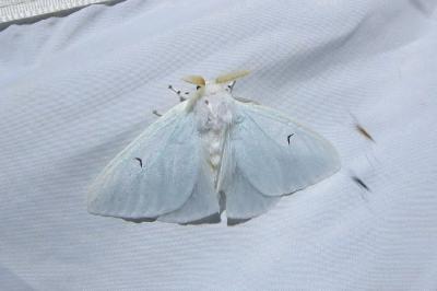 <i>Arctornis l-nigrum</i>