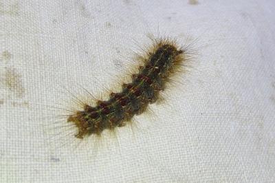<i>Lymantria dispar</i>