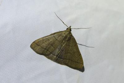 <i>Herminia tarsipennalis</i>