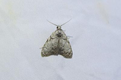 <i>Meganola strigula</i>