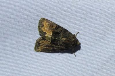 <i>Oligia latruncula/strigilis/versicolor</i>