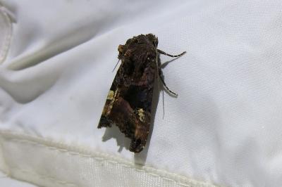<i>Euplexia lucipara</i>