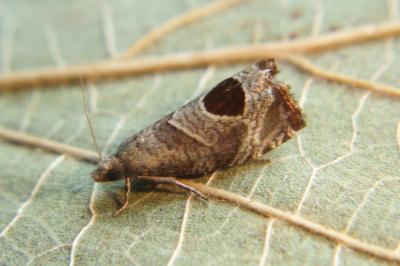 <i>Notocelia uddmanniana</i>