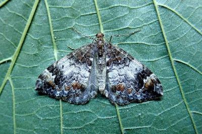 <i>Dysstroma truncata</i>