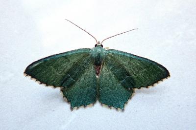 <i>Hemithea aestivaria</i>