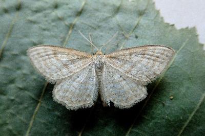<i>Idaea macilentaria</i>