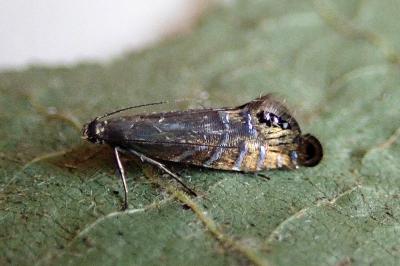 <i>Glyphipterix thrasonella</i>