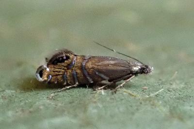 <i>Glyphipterix thrasonella</i>