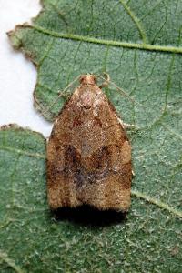 <i>Archips rosana</i>