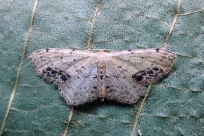 <i>Idaea dimidiata</i>