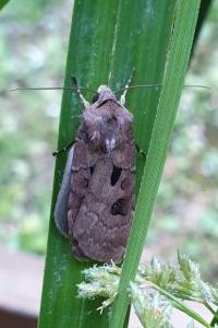 <i>Agrotis exclamationis</i>