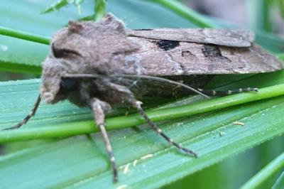 <i>Agrotis exclamationis</i>