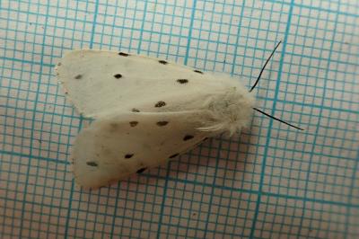 <i>Spilosoma lubricipeda</i>