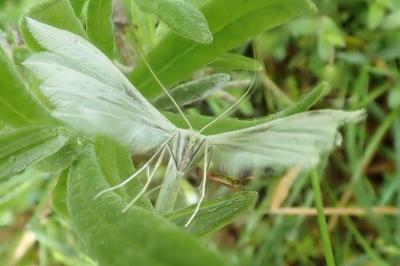 <i>Pterophorus pentadactylus</i>