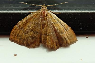 <i>Camptogramma bilineata</i>
