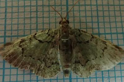 <i>Pasiphila rectangulata</i>