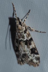 <i>Eudonia delunella</i>
